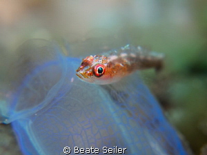 small blennie on a tunicate by Beate Seiler 